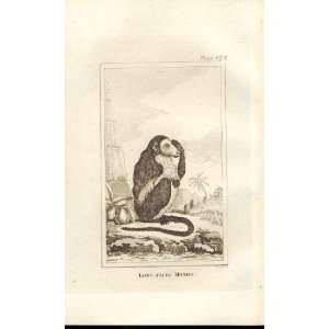  Long Faced Monkey 1812 Buffon Natural History Pl 372