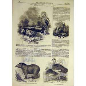  1847 Tapir Country Scenes Farm Bustards Old Print