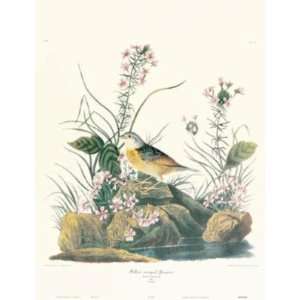  Yellow Winged Sparrow    Print