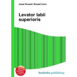 Levator labii superioris