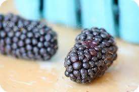 NEW*GIANT LOCH NESS BLACKBERRY*RARE* 25 SEEDS*EXOTIC*SWEET*#1016 