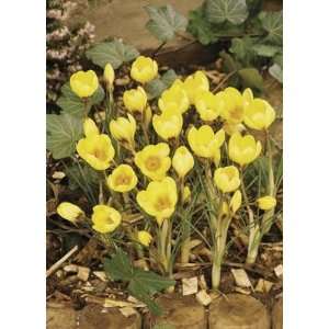  Crocus E. P. Bowles yellow 20_bulbs Patio, Lawn & Garden