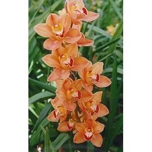   Mighty Remus Vintage HCC/AOS orchid blooming size in 3.5 inch pot