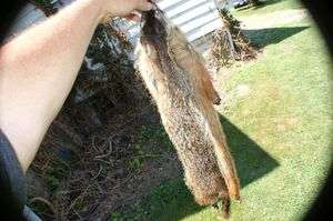 Wild ground hog pelt Woodchuck skin taxidermy mountable  
