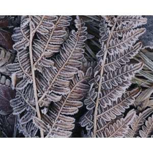 National Geographic, Frosted Leaf Fronds, 16 x 20 Poster 