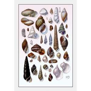  Shells Trachelipoda #1 24x36 Giclee