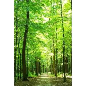  Green Forest   Peel and Stick Wall Decal by Wallmonkeys 
