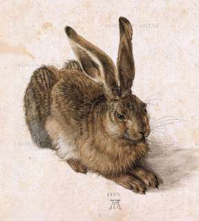 ALBRECHT DÜRER Junger Feldhase 50x45 Bild Hase Leinwand  