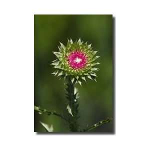    Thistle In Bloom Lilypons Maryland Giclee Print