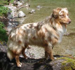 Bildschöner Australian Shepherd Deckrüde in Red merle w/c in Bayern 