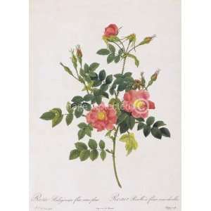  Sweet Briar Rose Redoute Vintage Art Botanical MOUSE PAD 