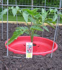 Tomato Plant Stage 1
