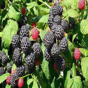 OnlinePlantCenter Bristol Black Raspberry Edible Fruit Bearing Plant 