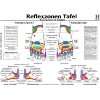 Fussreflexzonen Tafel. Fussrücken & Seiten. DIN A3