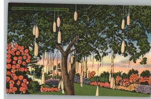Linen PostcardSausage Tree in Sunny FloridaFL  