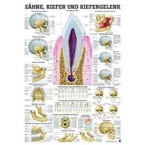 Anatomie Poster   Mini poster   Zähne, Kiefer und Kiefergelenk, Tafel 