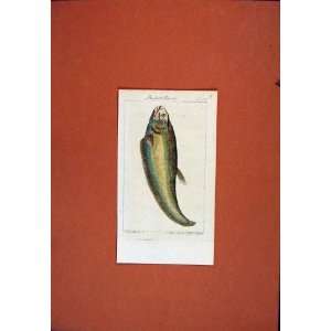   Hand Colored Fish Bustart Finnal C1850 Antique Print