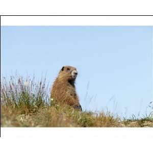 Olympic Marmot on breeding grounds in subalpine meadow Photographic 