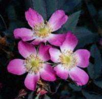 Red Leaf Shrub Rose (Rosa rubrifolia)   50+ SEEDS  
