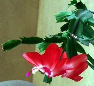 Red Christmas Cactus Plant   Zygocactus   8 Hanging Pot  