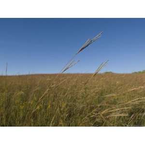  Big Bluestem Grass at Nine Mile Prairie Premium 