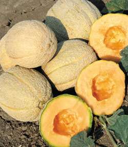 GOLD STAR F1 CANTALOUPE 20 SEEDS VERY SWEET AND JUICY  