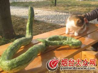 Serpent melon + Snake Gourd~~~~~15 nice seeds  