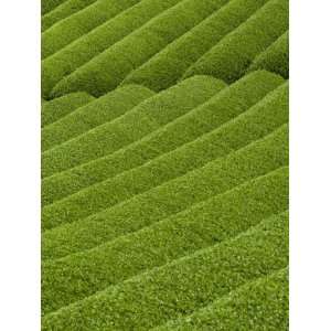 Rows of Green Tea Bushes Growing on the Makinohara Tea Plantations in 
