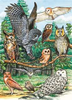 Cobble Hill Childrens Board Puzzle North American Owls 35 Pc 