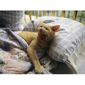 A Yawning Cat Wakes from a Nap in a Humans Bed National 