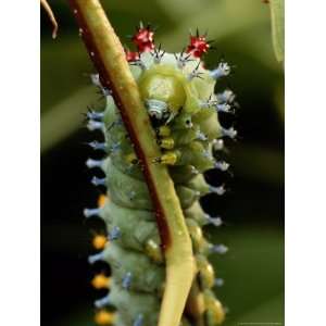  A Cecropia Moth Caterpillar Crawls Along a Stem National 