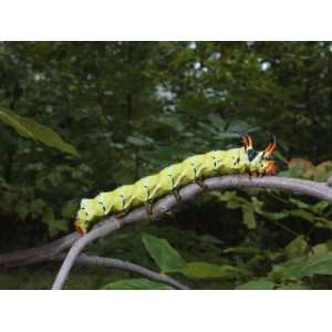 com Regal Moth Caterpillar Is Called a Hickory Horn Devil Caterpillar 