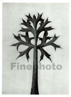 1929 Original BOTANICAL PLANT Abstract, KARL BLOSSFELDT  