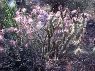 Fairy Dusters dance in the morning light.