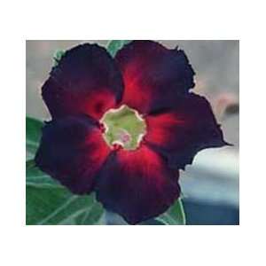   Adenium Obesum Desert Rose Dark Spicy  3 Seeds Patio, Lawn & Garden