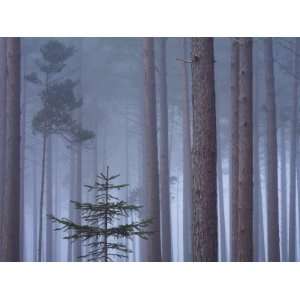  Mist in Pine Wood, New Forest National Park, Hampshire 