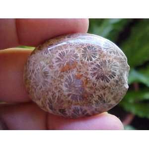  E9510 Gemqz Brown Coral Fossil Agate Flower Oval Cab TIP 