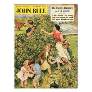 John Bull, Fruit Picking Bulls Disasters Magazine, UK, 1950 Stretched 