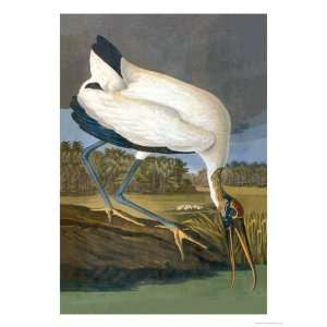   Stork Giclee Poster Print by John James Audubon, 36x48