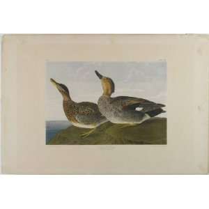  FRAMED oil paintings   John James Audubon   24 x 16 inches 