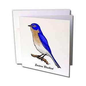  Mark Grace GRACEVISIONS Birds   BIRDS eastern bluebird 3 