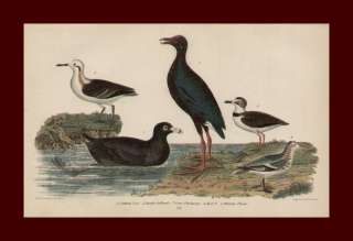 COOT, Plover, Shore Birds, A. Wilson chromo 1876  