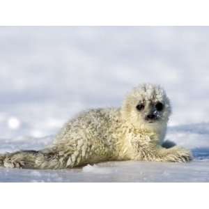  Ringed Seal Pup, Billefjord, Svalbard, Spitzbergen, Arctic 