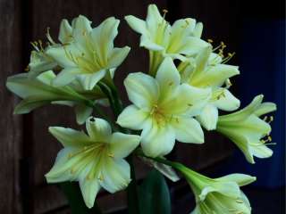 VICO YELLOW Clivia Offset    BLOOMING SIZE THE REAL THING  