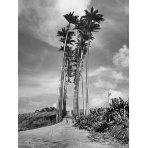  Towering Palm Trees Line Dirt Road as They Dwarf a Native 