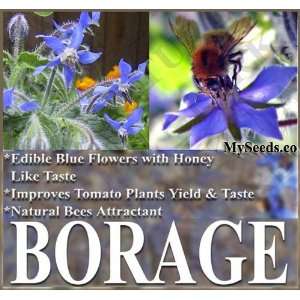  100 Borage EDIBLE Blue Flower Seeds ~ Improve Tomato Taste 