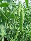 100 Sugar Snap heirloom peas. SAME DAY SHIPPING items in 