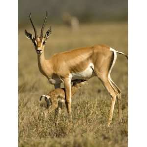 Female Grants Gazelle Nursing Her Baby in a Field (Gazella Granti 