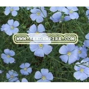   Linum Usitatissimum     1,000 Flower Seeds Patio, Lawn & Garden