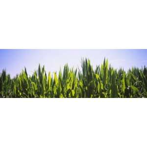  Corn Crop Growing in a Field, Washington, USA Photographic 